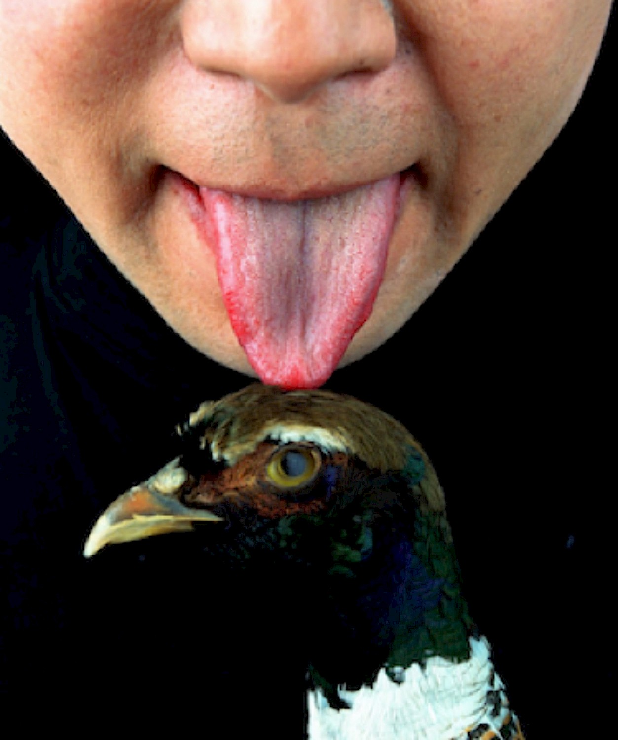 © Cang Xin, Communication Series No. 2, 1996–2006